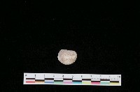 藏品(刺面舟螺)的圖片